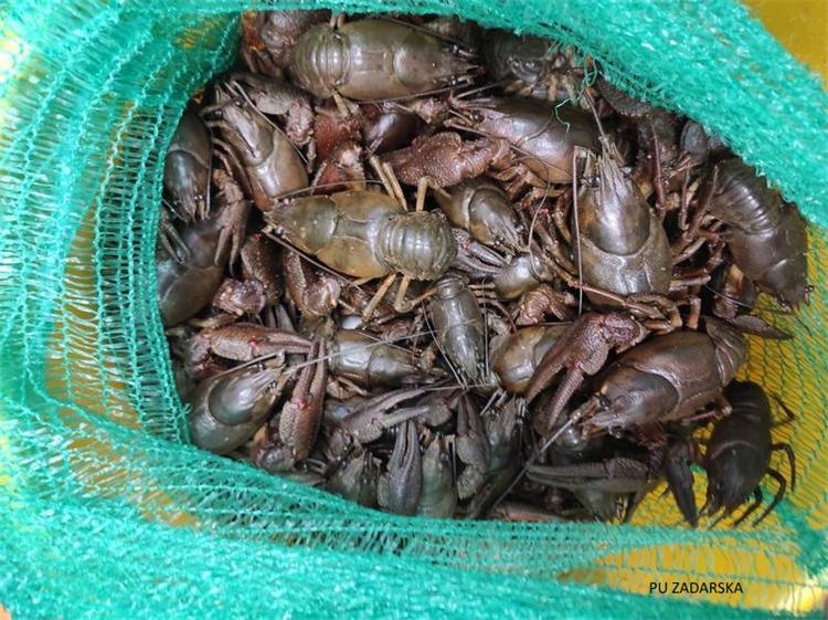 Slika /2021/RAK 2.jpg